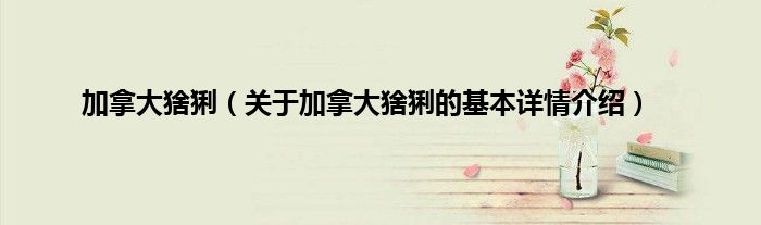 加拿大猞猁（关于加拿大猞猁的基本详情介绍）