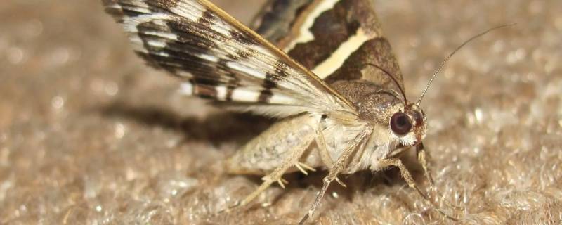 飞蛾冬眠啥样