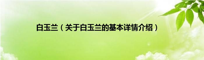 白玉兰（关于白玉兰的基本详情介绍）