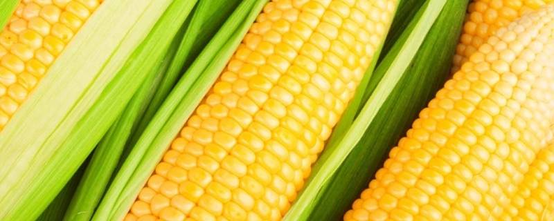 减肥期间吃什么容易瘦