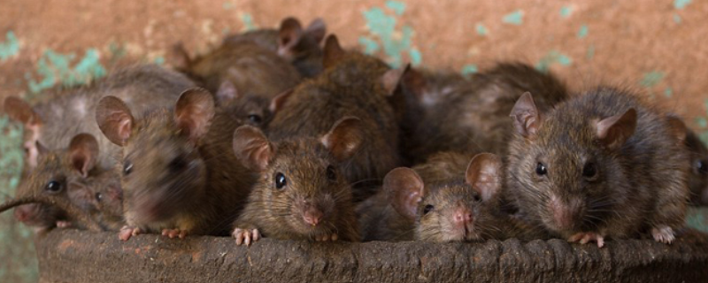 鼠牙雀角是什么生肖